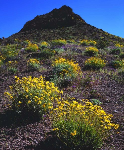 California, Death Valley NP Brittlebush flowers